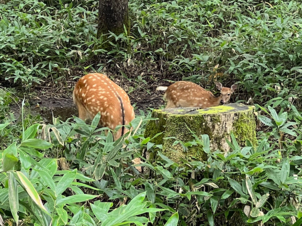 鎌倉から北の大地へ仕事に向かうCHICHI.INC