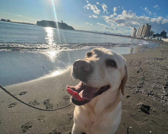 犬と暮らす鎌倉